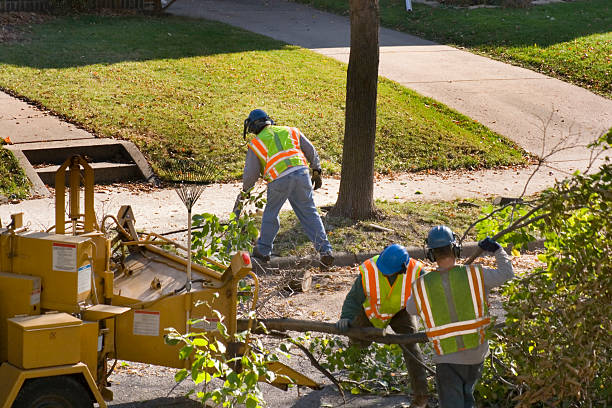 Nanuet, NY Tree Removal and Landscaping Services Company